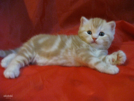 Шотландские котята