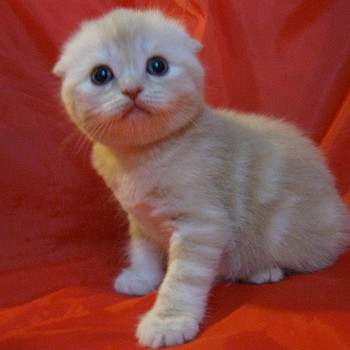 Вислоухая кошечка