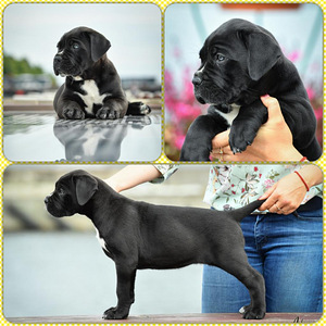 Cane Corso (1 foto no 3)