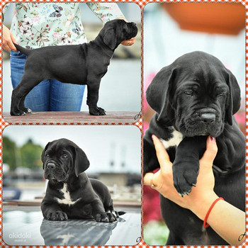 Cane Corso