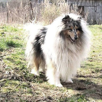 Колли длинношерстная