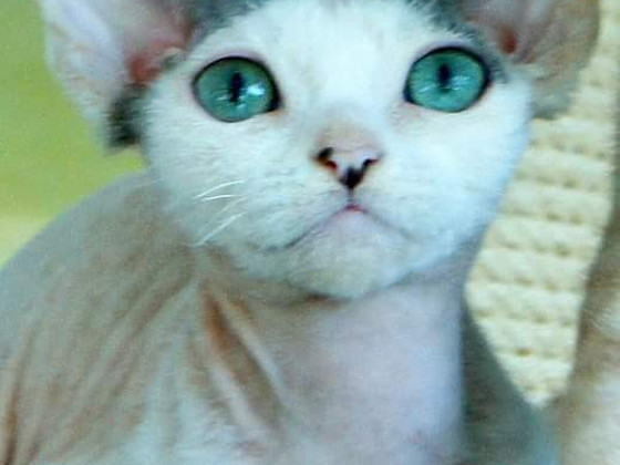 Devon rex