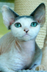 Devon rex (1 foto no 3)