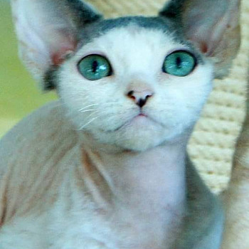 Devon rex