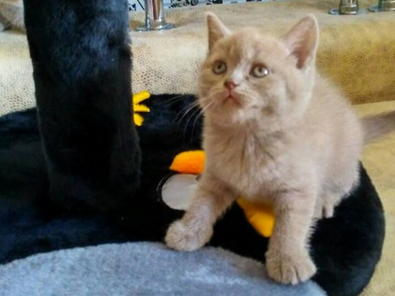 Короткошерстные британские котята
