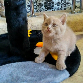 Короткошерстные британские котята