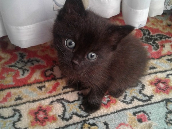 Подарю котенок