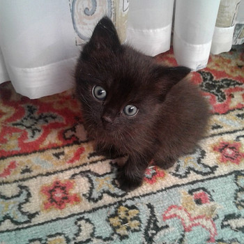 Подарю котенок
