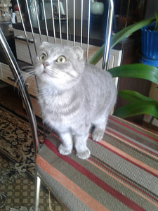 Подарю котенок (2 фото з 3)