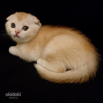 Рыжий (красный) тикированный на серебре котенок