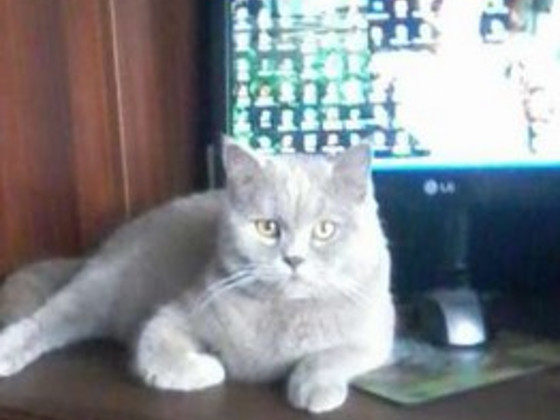 Котик приглашает подруг