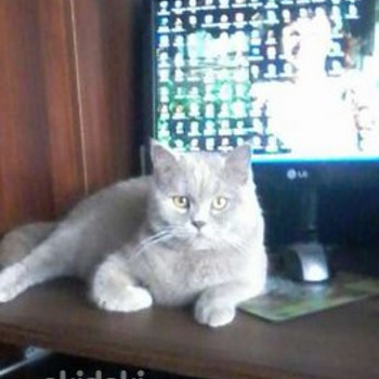 Котик приглашает подруг