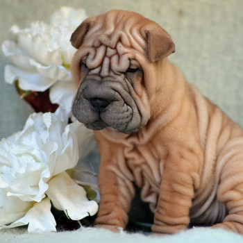 Skaista shar pei meitene