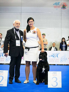 Kucēni Cane Corso (1 foto no 3)