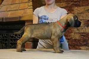 Kucēni Cane Corso (2 foto no 3)