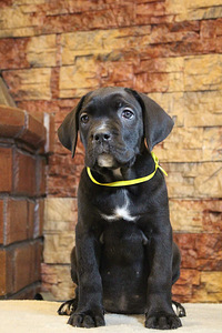Kucēni Cane Corso (3 foto no 3)