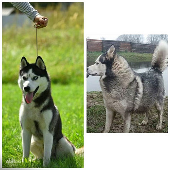 Хаски