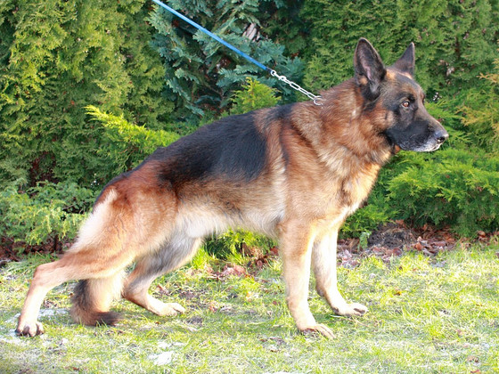 Вязка с элитным кобелем немецкой овчарки