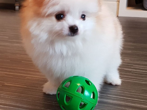 Stunning Party Boy Pomeranian