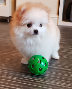 Stunning Party Boy Pomeranian (1 photo of 3)