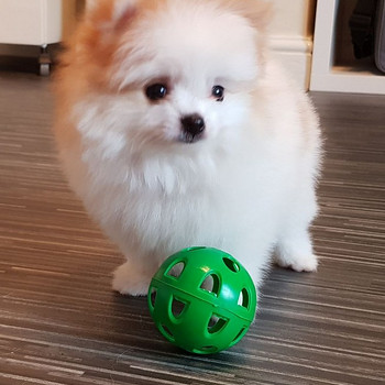 Stunning Party Boy Pomeranian