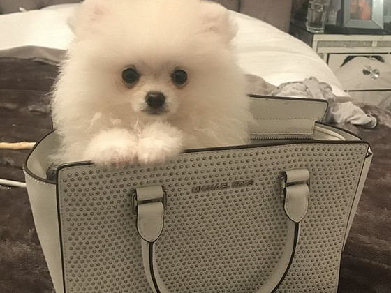 Cute Pomeranian Puppy girl