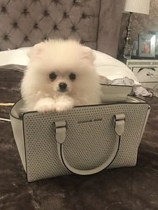 Cute Pomeranian Puppy girl (1 photo of 2)