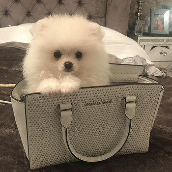 Cute Pomeranian Puppy girl