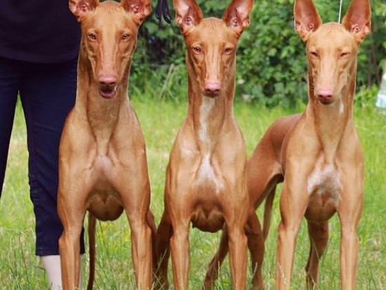 Pharao Hound