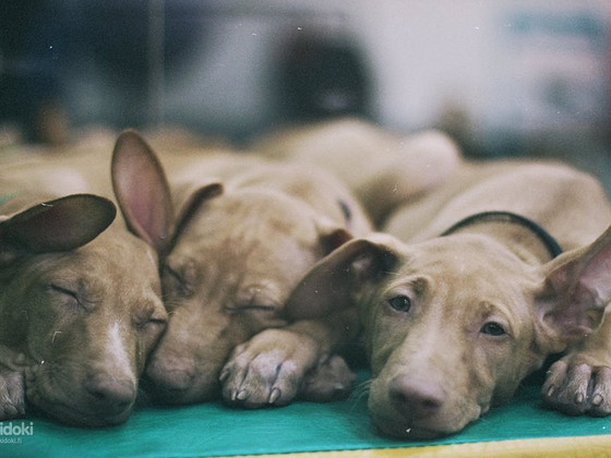 Pharaoh Hound puppies