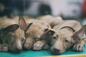 Pharaoh Hound puppies (3 valokuva sivusta 3)