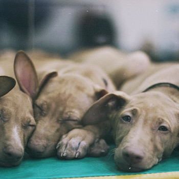 Pharaoh Hound puppies