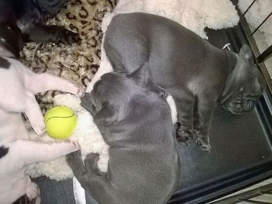 French Bulldog puppies
