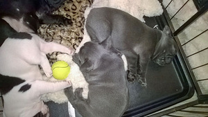 French Bulldog puppies (1 photo of 3)
