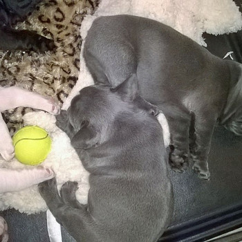 French Bulldog puppies