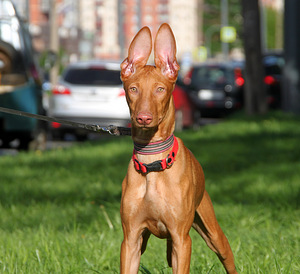 Pharaoh Hound (puppies) (1 nuotrauka iš 3)