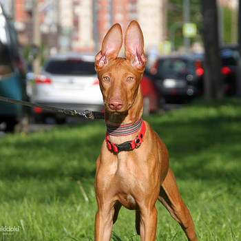 Pharaoh Hound (puppies)