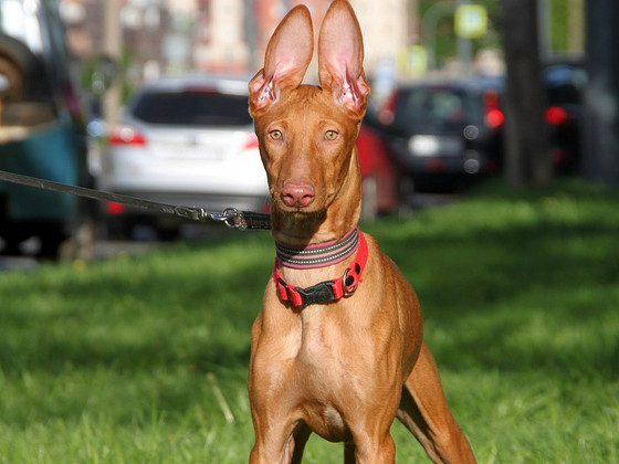 Pharaoh Hound (puppies)