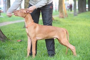 Pharaoh Hound (puppies) (3 foto no 3)