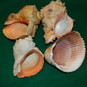 Морские ракушки 4 шт
