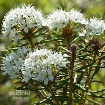 Багульник болотный (цветы) 50 грамм