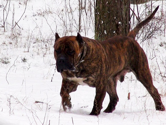 Dogo Canario