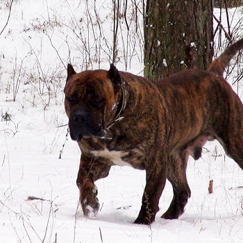 Дог Canario