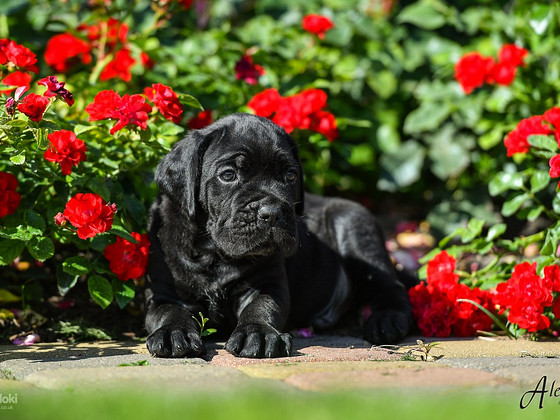 Cane Corso