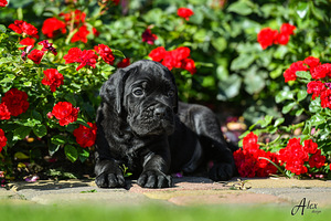Cane Corso (2 photo of 3)