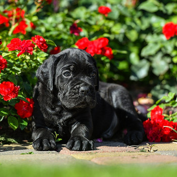 Cane Corso