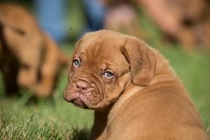 Bordo dog (1 foto no 3)
