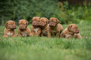 Bordo dog (3 foto no 3)