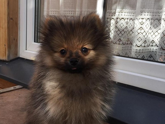 Pomerāna kucēns
