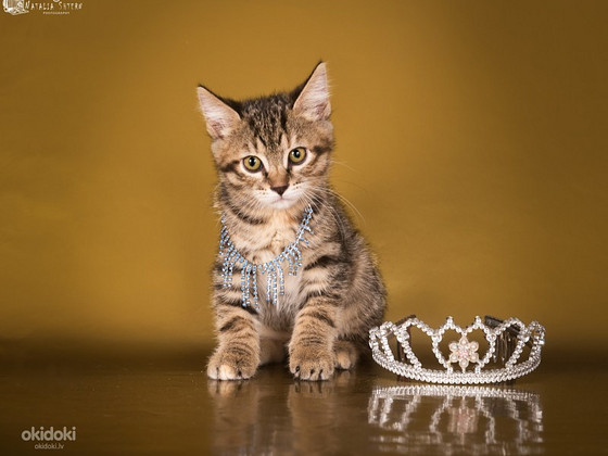 Kurilian bobtail